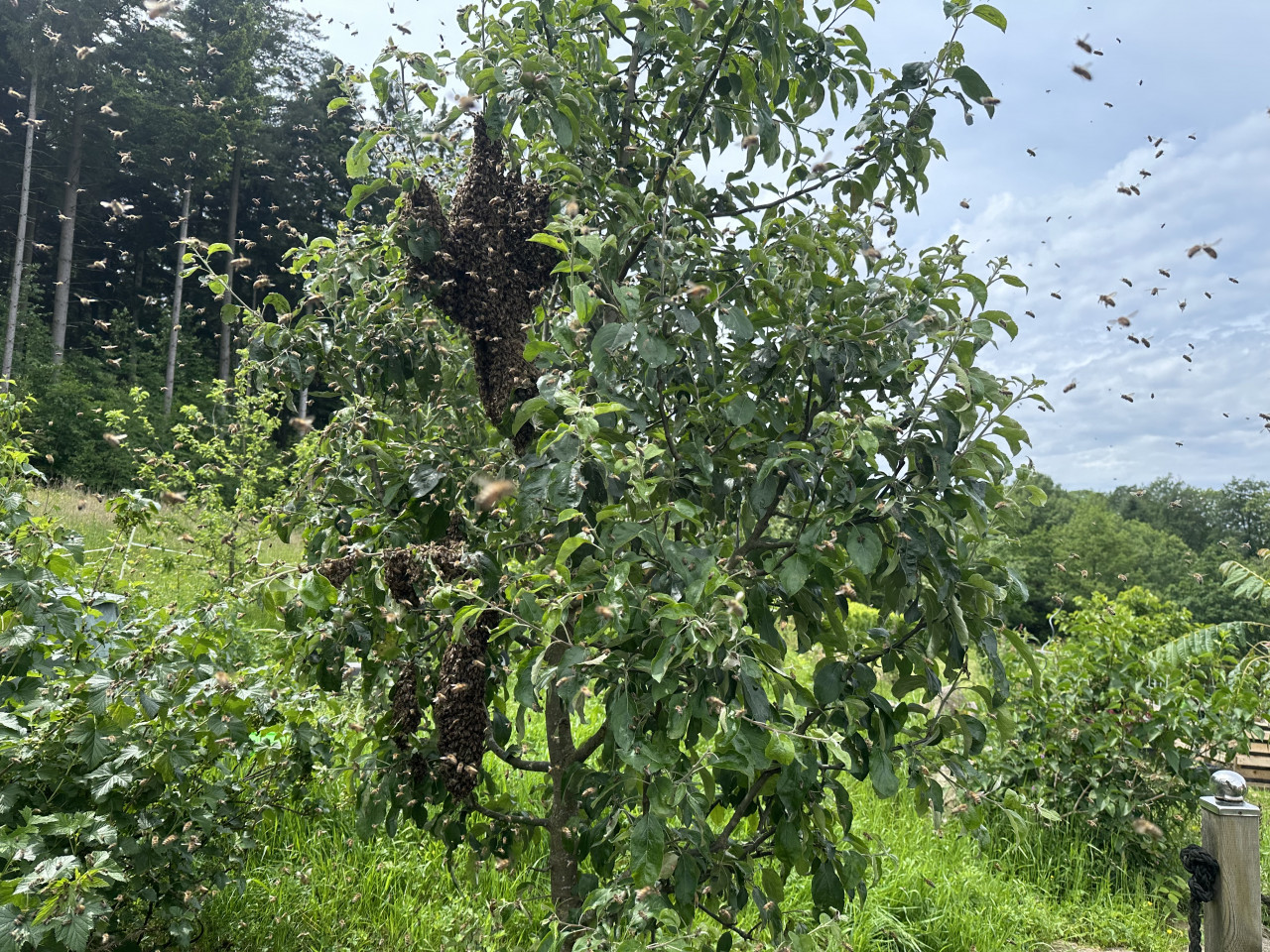 Hauptschwarm