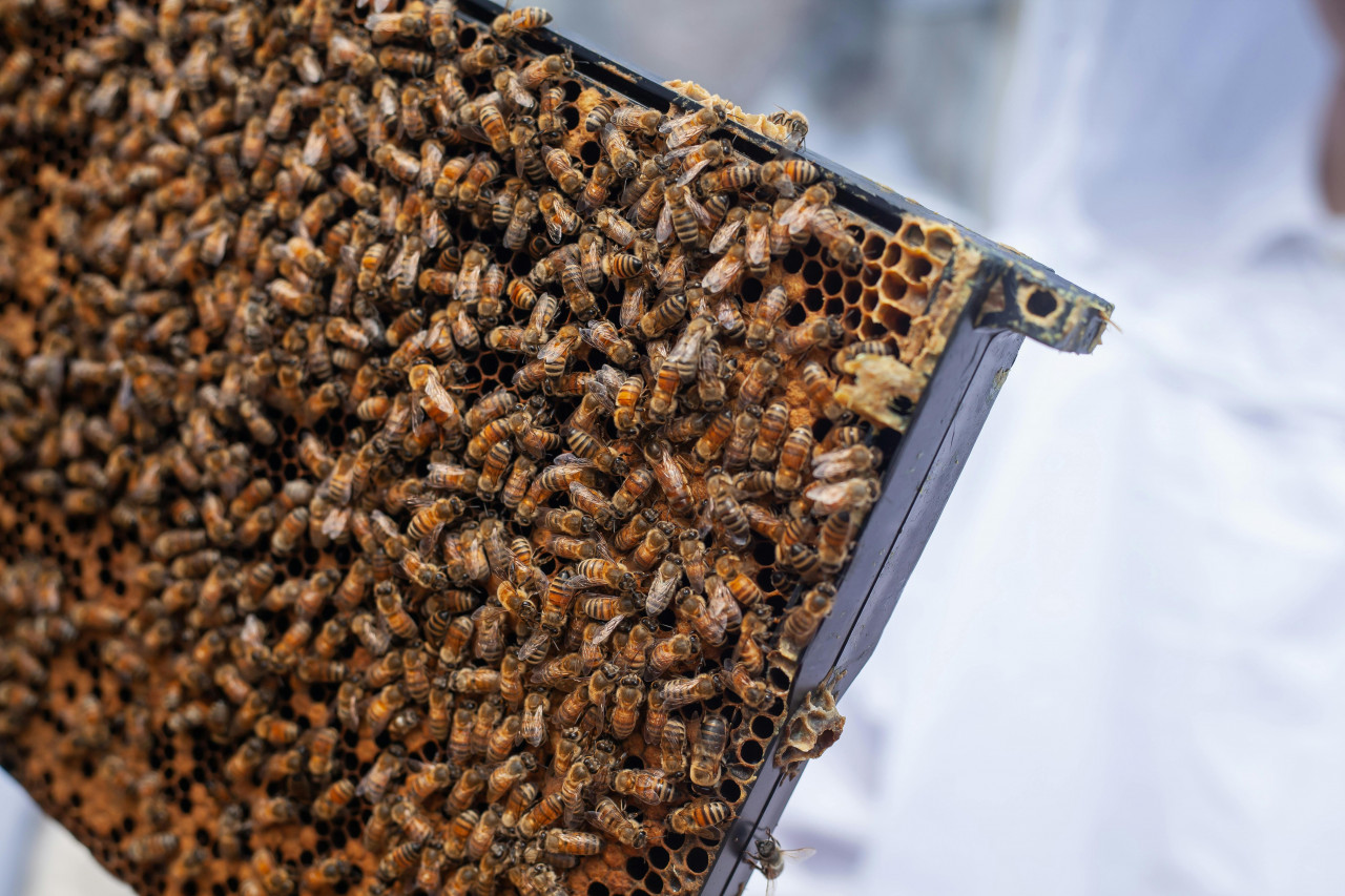 Bienenhaltung