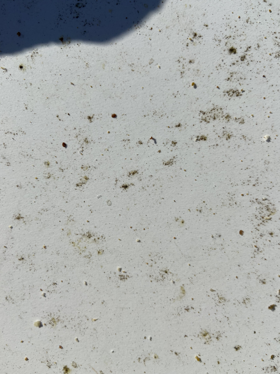 Gemüll (Varroen, abgespälztes Wachs) auf Varroenschieber